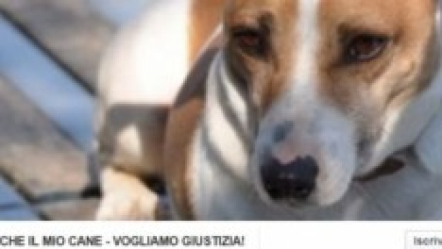 Gruppo di Fb - Anche Gina &egrave; il mio cane