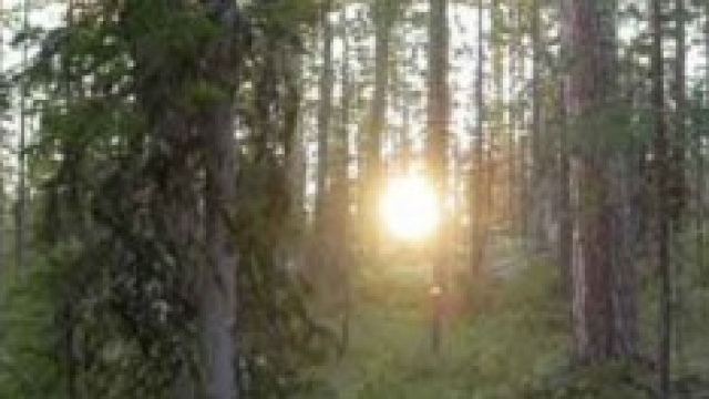 La taiga - foresta siberiana