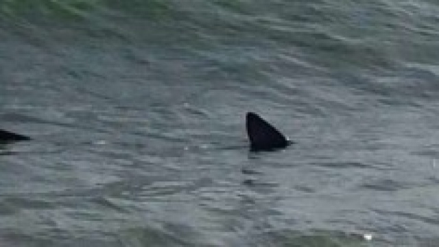 Lo squaletto avvistato ieri