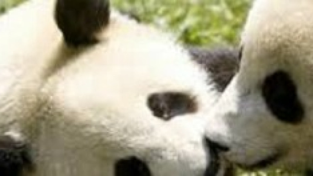Tre piccoli panda nati in Cina