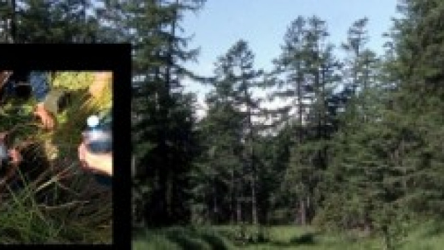 Cane salva bambina dispersa nella foresta, Siberia