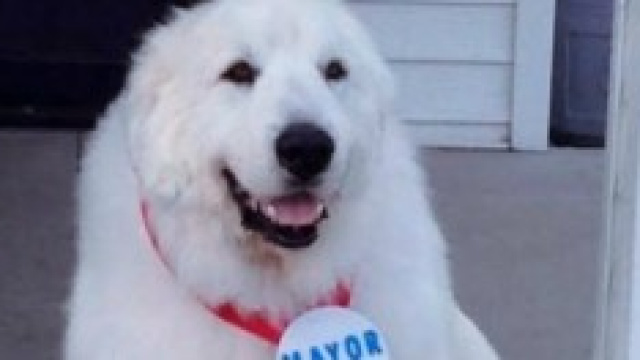 Duke, il primo cane Sindaco