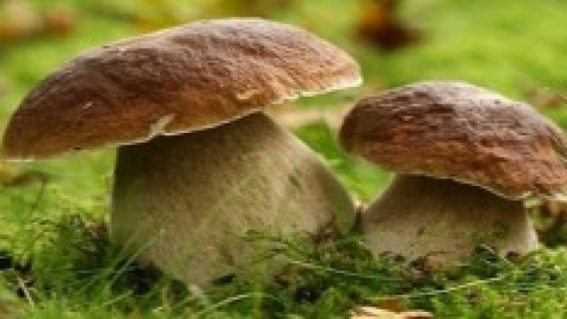 Boschi pieni di funghi e spiagge deserte