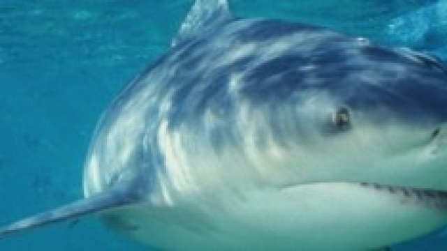bull shark: squalo leuca (Carcharhinus leucas)