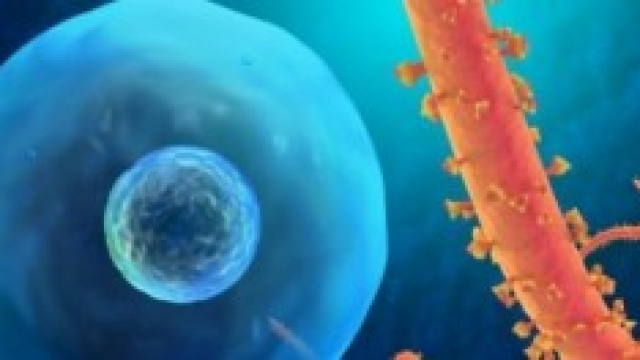 Ebola 2014: domande e risposte 