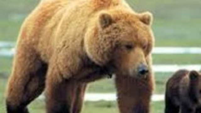 Orso aggredisce uomo in Trentino