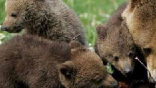 Orso bruno marsicano con prole