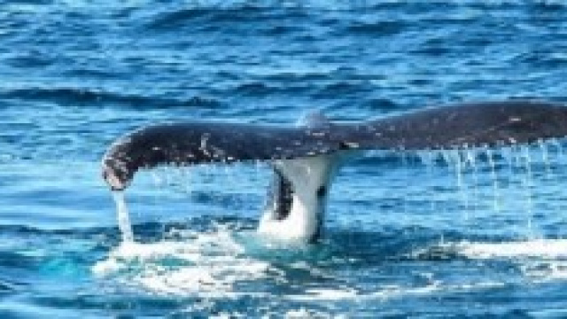 Pinna caudale della megattera
