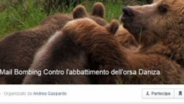 E mail bombing a favore di Daniza la mamma orsa