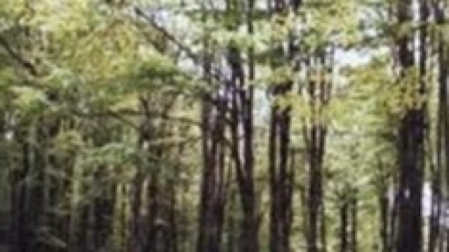 16 scout dispersi tra i monti della Sila.