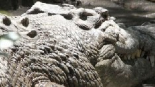 Coccodrillo d'acqua salata australiano