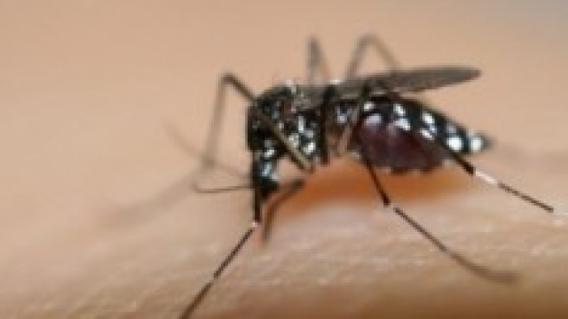 La Febbre di Dengue 2014: rischio per l'Italia