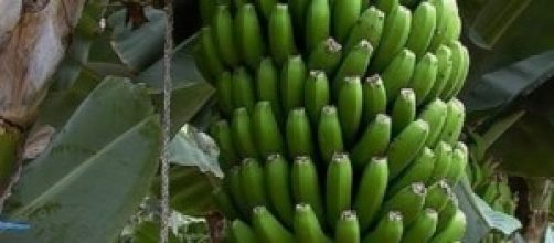 Imagen de una platanera canaria