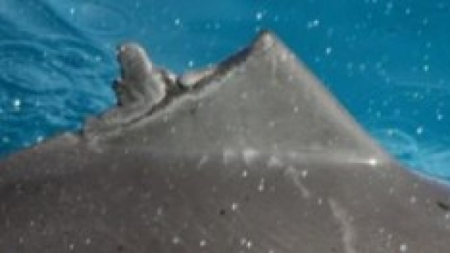 Fonte: Dolphin Communication Project (2014)