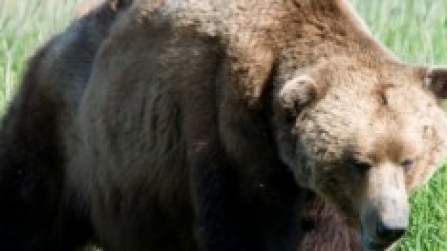 l'orso bruno   marsicano 