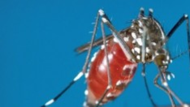 immagine ravvicinata della zanzara tigre