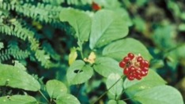 Il ginseng, benefici e propriet&agrave; 