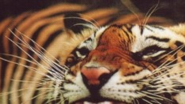 Tigre della Cina meridionale