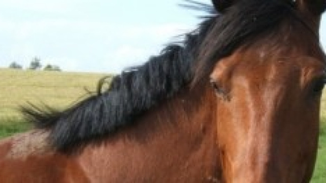 Cavallo fugge per andare sulla tomba del padrone
