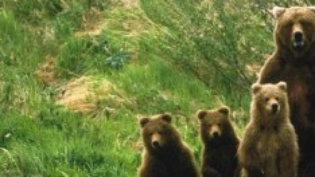 Tentata manifestazione pro-Daniza a Pinzolo