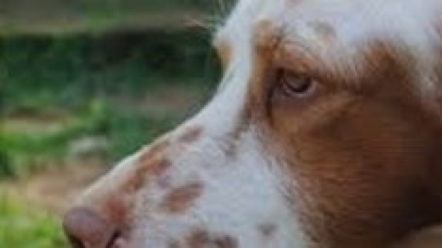 Brutta storia a lieto fine per due setter inglesi