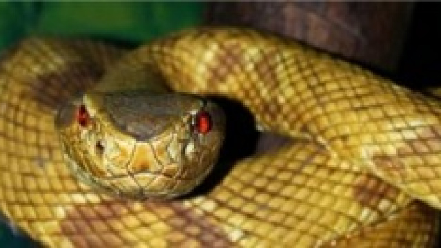 Il crotalo, uno dei serpenti pi&ugrave; velenosi al mondo