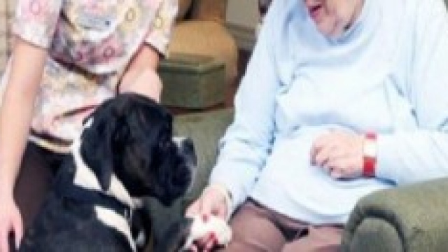 Pet therapy, una nuova opportunit&agrave; di lavoro