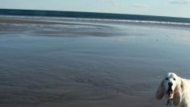 un cane in una delle spiagge libere della Toscana