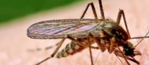 Mosquito dispuesto a chupar sangre