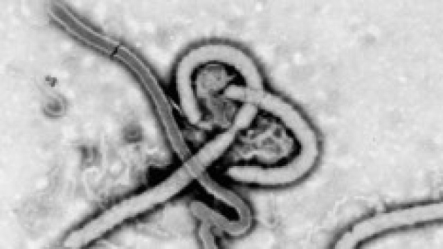Virus ebola: i rischi per l' occidente