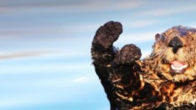 La lontra di mare (Enhydra lutris)