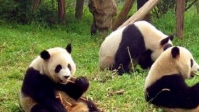 Un panda per avere pi&ugrave; cibo si finge incinta