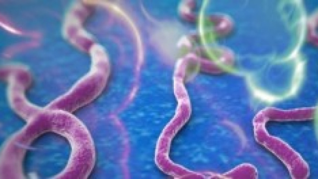Ebola si presenta di 4 ceppi diversi.