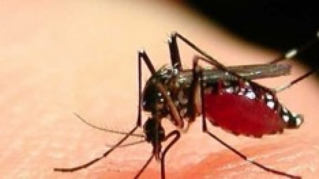 Una zanzara in azione mentre punge