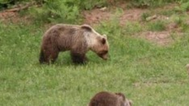 Orsa Daniza e i suoi due cuccioli