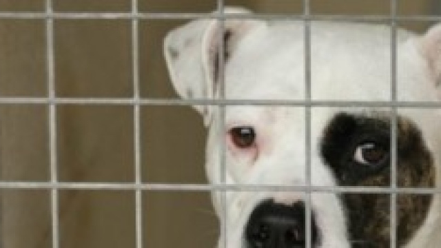 Uno dei cagnolini salvati