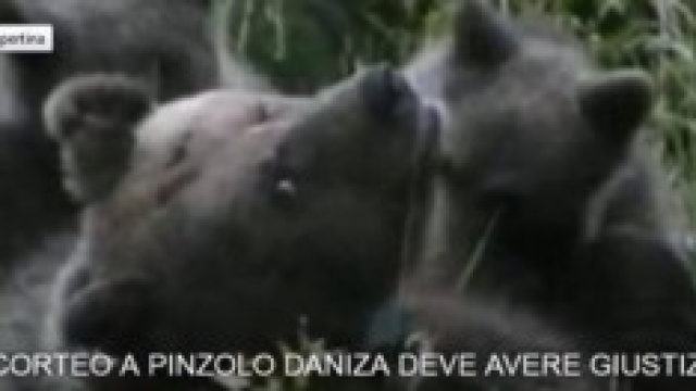 Evento corteo pro Daniza 