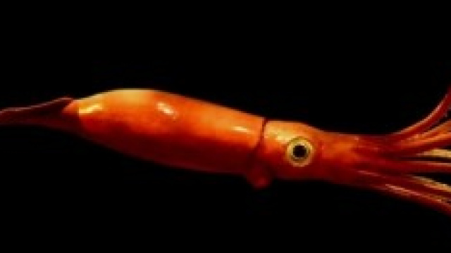 Calamaro gigante fotografato da una spedizione.