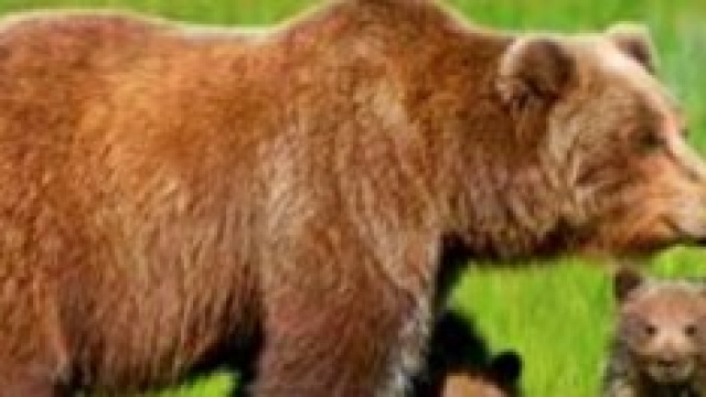 L'orsa Daniza e i suoi cuccioli