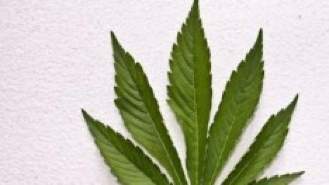 La cannabis in Italia diventa semi-legale.