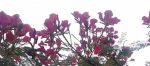 A natureza nos traz solu&ccedil;&otilde;es para vida e sa&uacute;de.