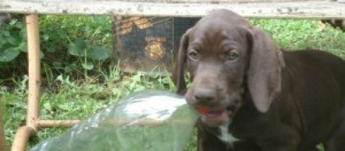 Brincando com pet Fonte: Wikimedia