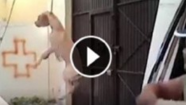 il video del maltrattamento  (by Facebook)