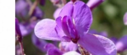 A flor roxa/azulada da &aacute;rvore de sucupira.