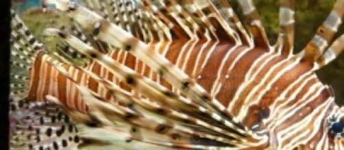 El pez le&oacute;n amenaza a otras especies marinas.