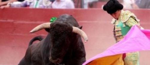 Toro y torero en una corrida