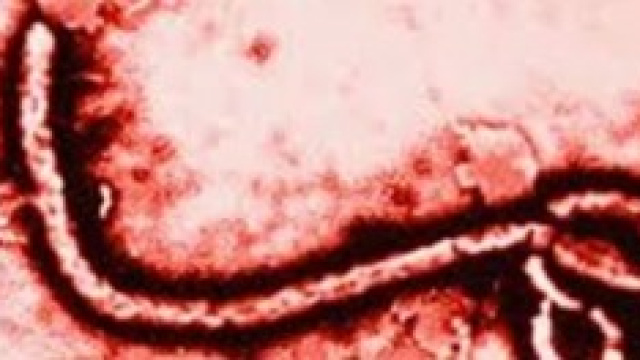 Allarme ebola cresce a dismisura.