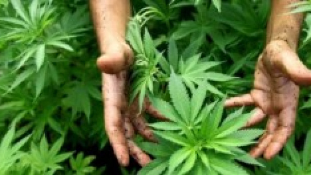 Cannabis terapeutica: verr&agrave; prodotta in Italia