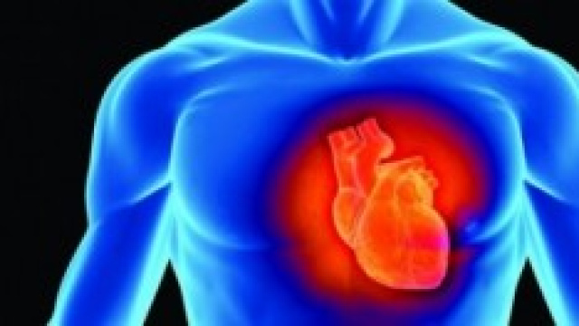 Il cuore in un disegno dimostrativo