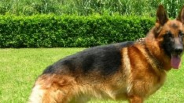 Possedevano quel cane da nove anni.